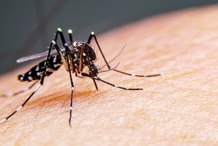 22114749 Dengue 1 8wW4w3